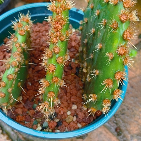 赵***帆仙人掌金刺花火一片