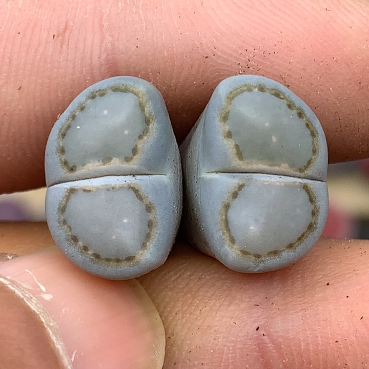 精品多肉植物全窗