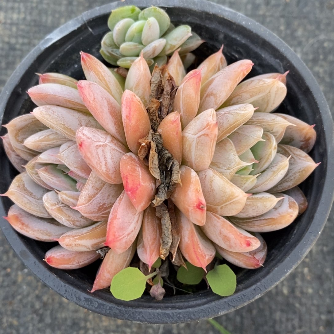 可问主播品种，下滑链接更多品种多肉选择