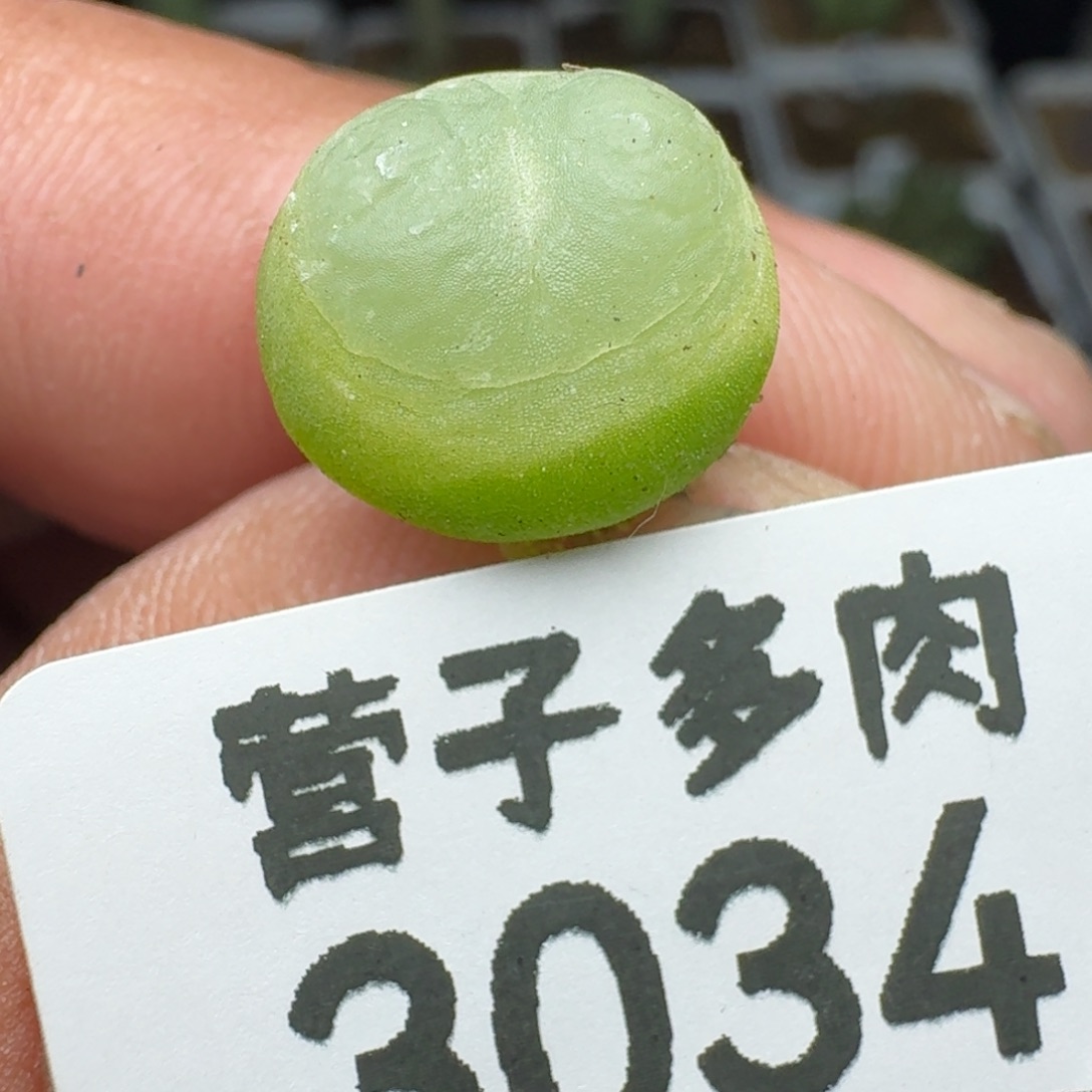 拉登1.2➕脱土1200