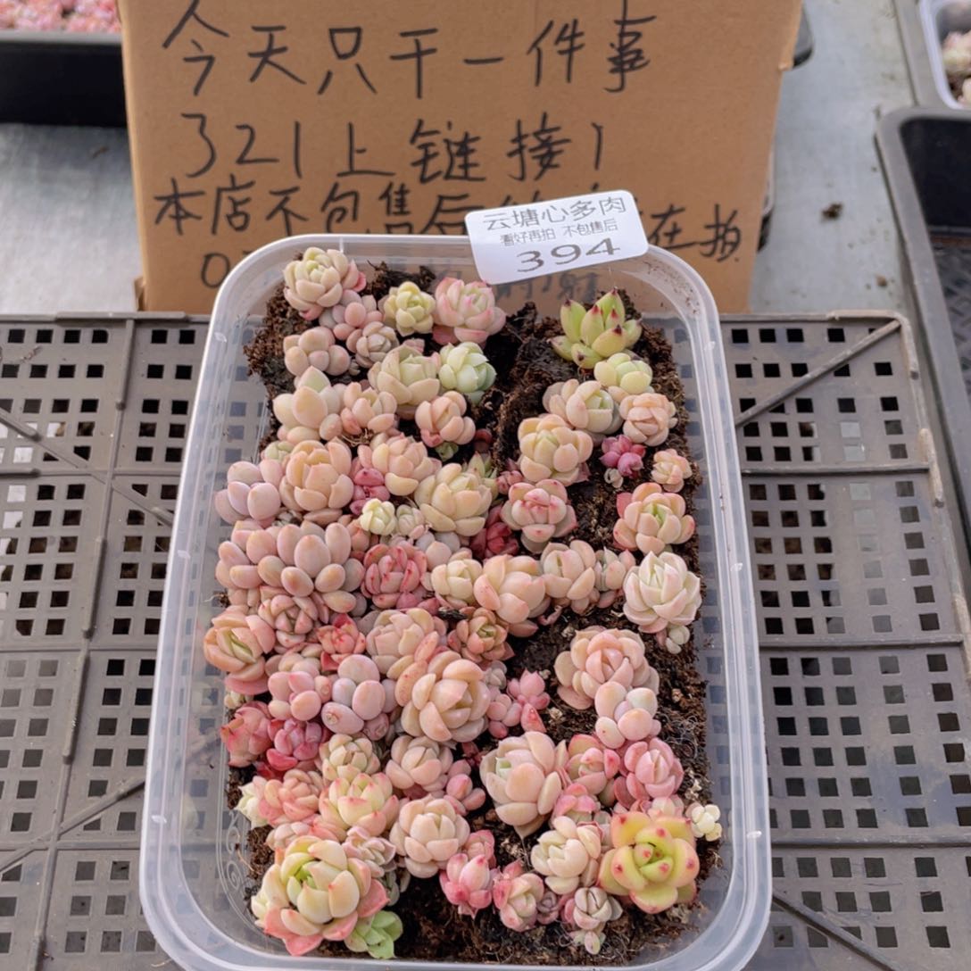 云糖心多肉植物394