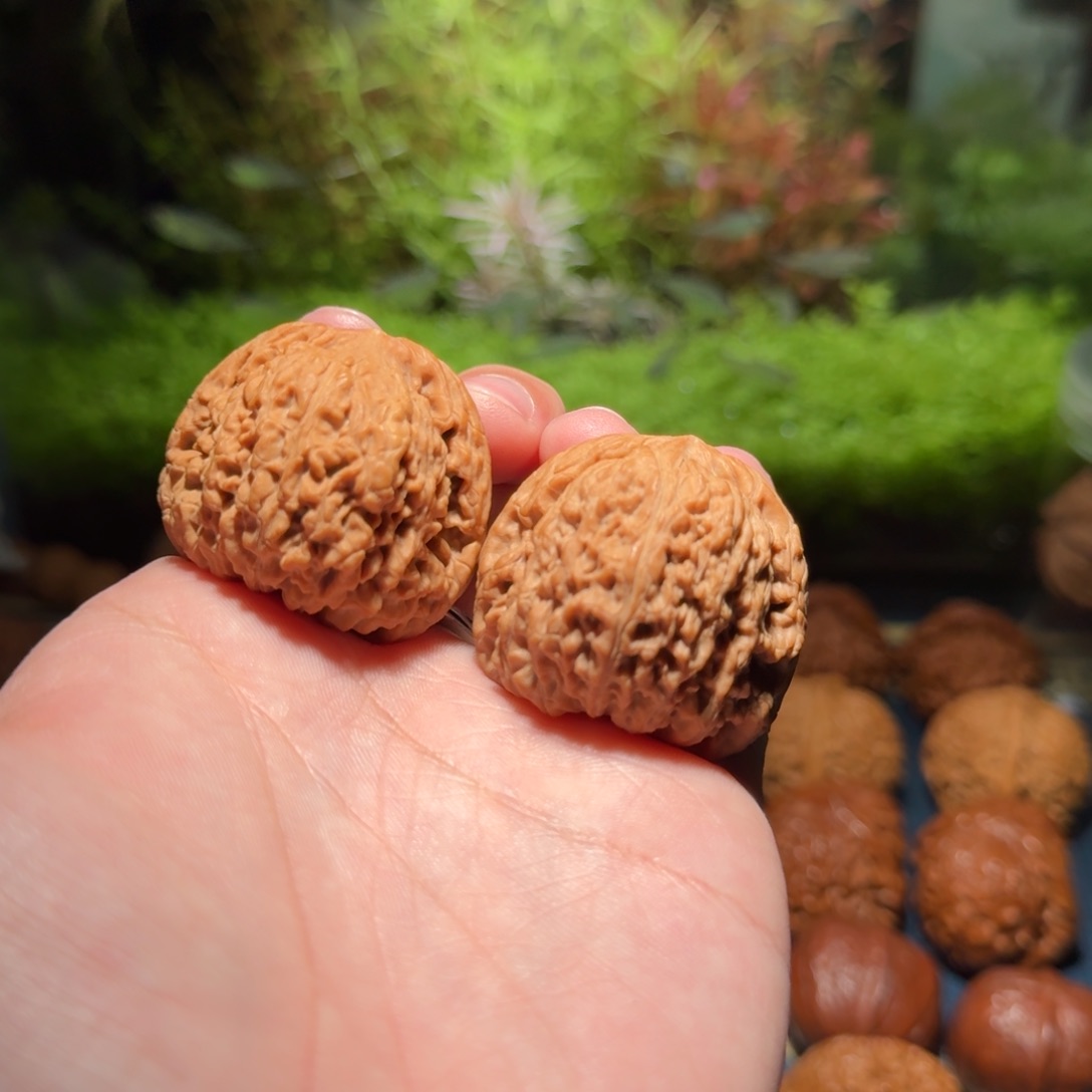 564号39蚂蚁纹南疆石南疆石南疆石