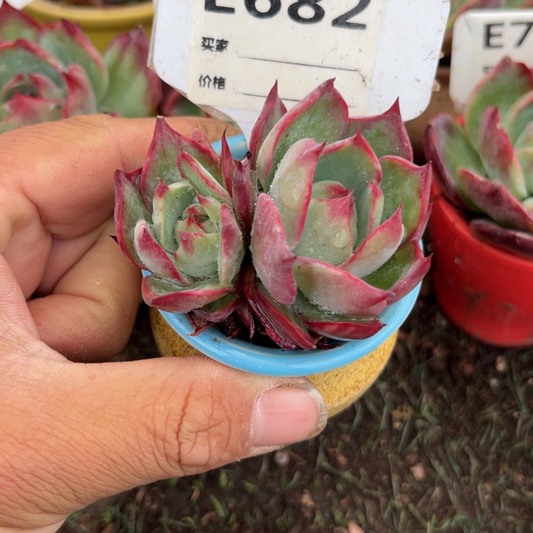 惊鸿一瞥682号多肉