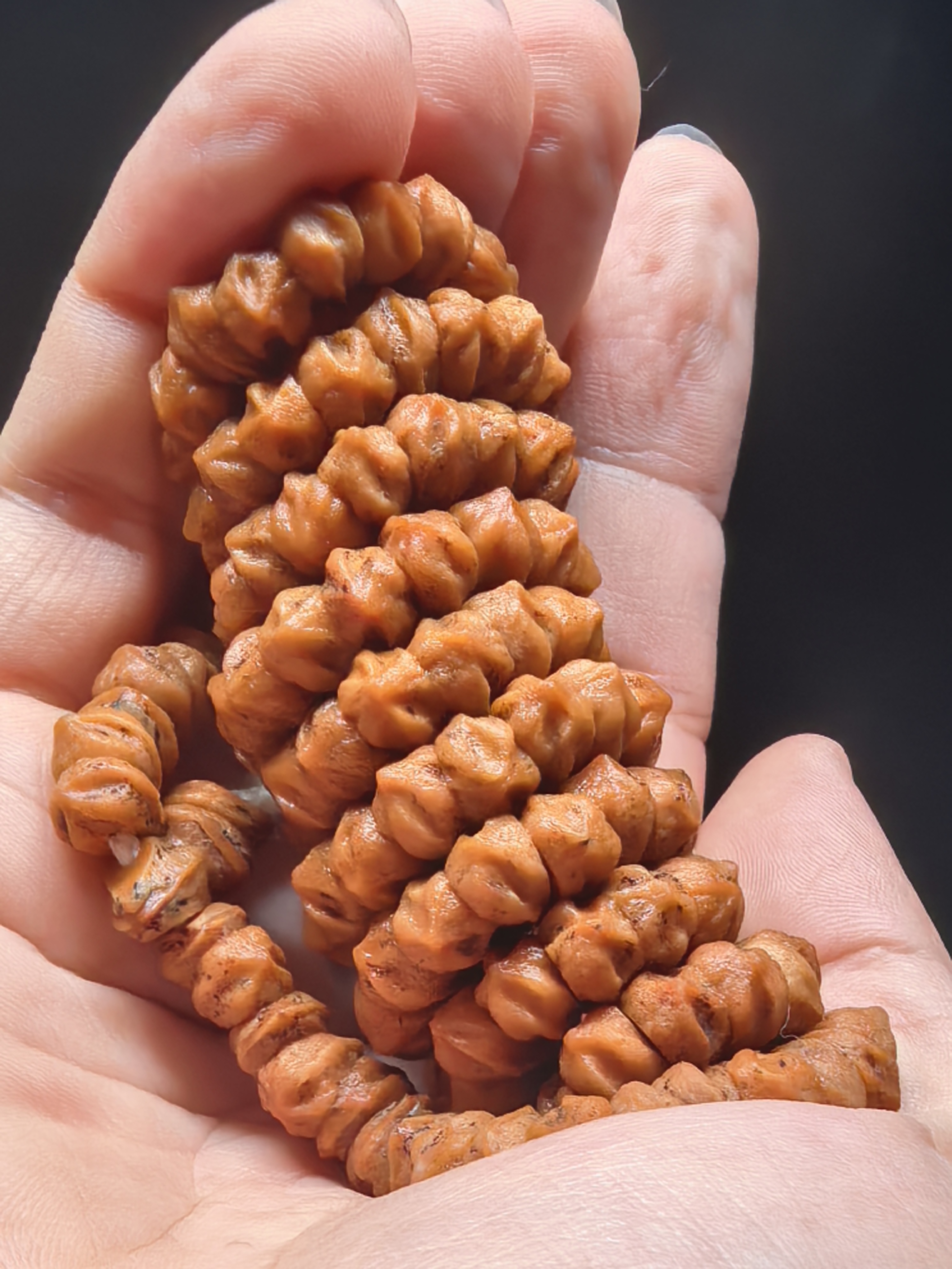 对眼尾花白牙大角度藏切柏香籽