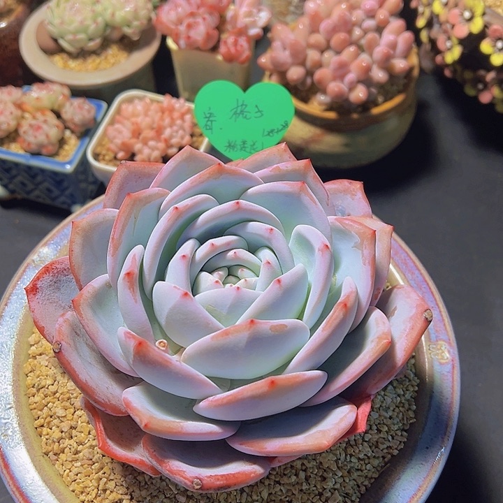 格*粉莲花，多肉植物
