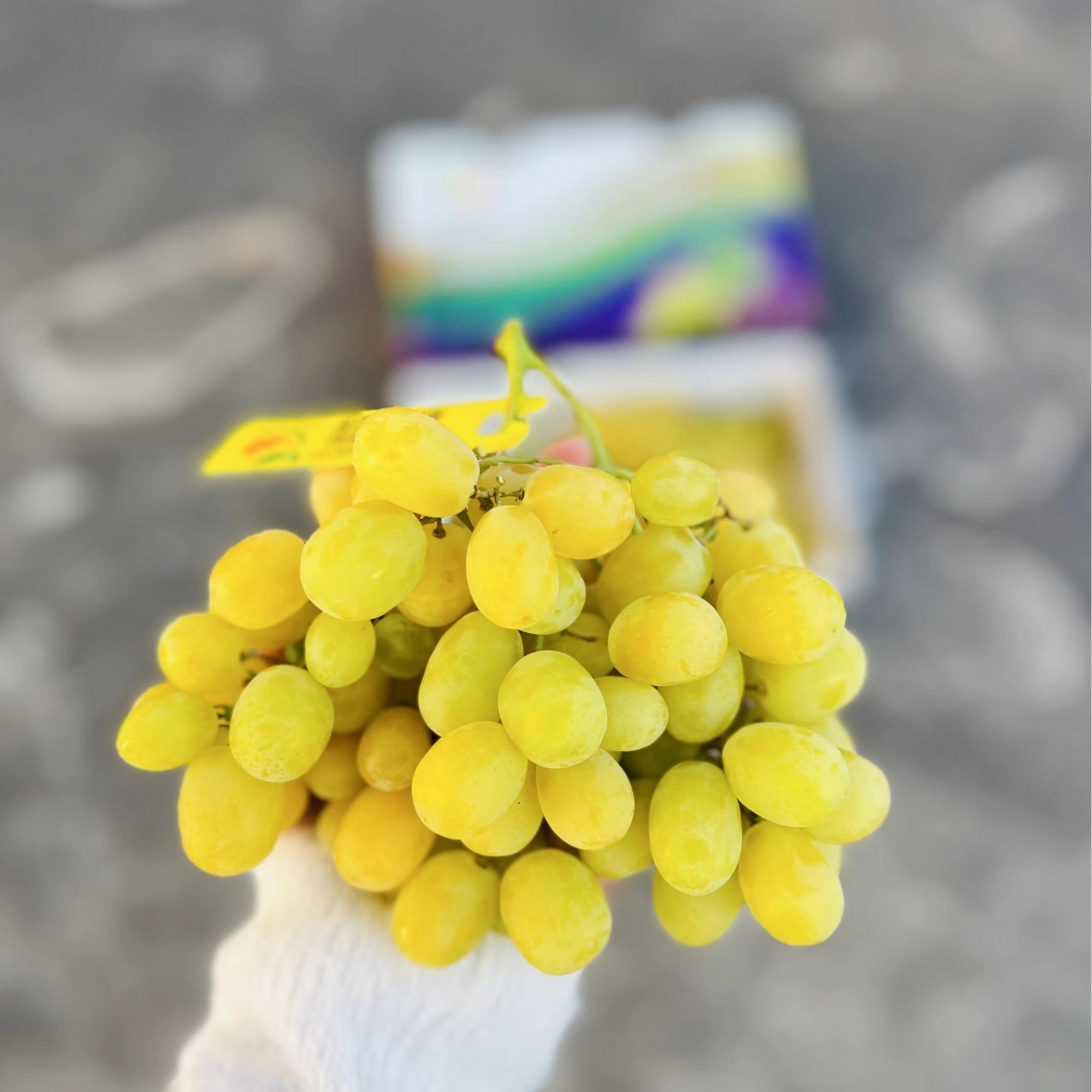 【柠佳果】澳洲棉花糖青提500g