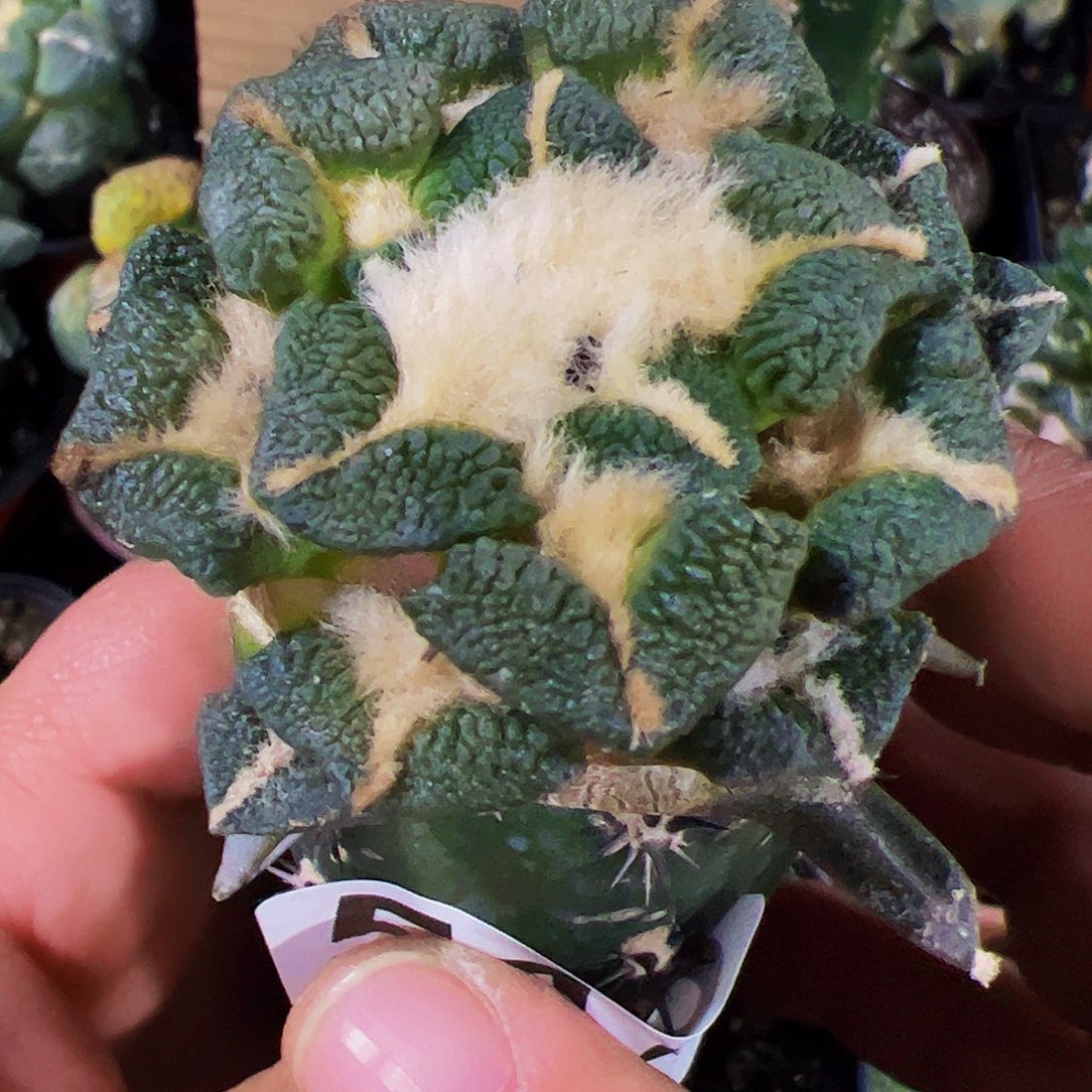 无花朵大尤黑牡丹510