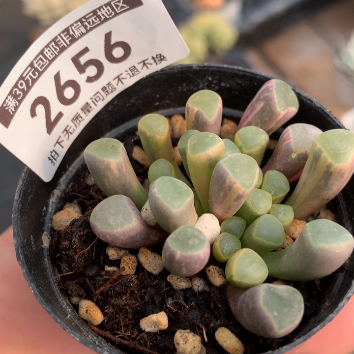 五十铃玉锦多肉植物