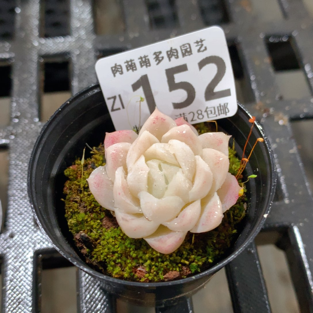 肉萌萌拇指盆精控多肉ZI152