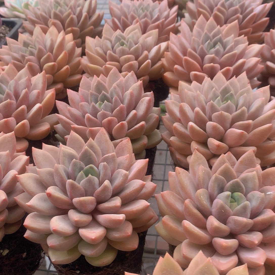 单头红象牙345678899000