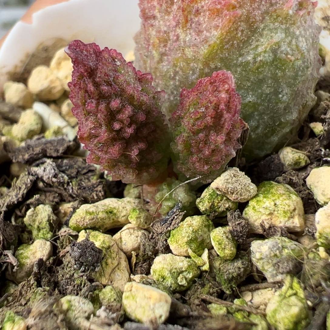 实生新品多肉植物水泡