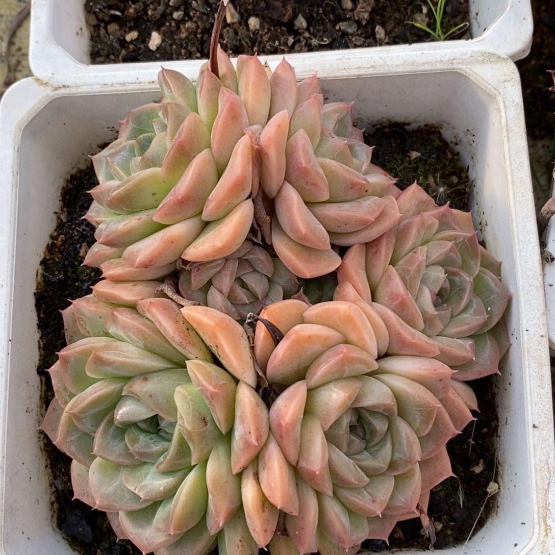 自助下单一物一拍_过年可寄养问主播