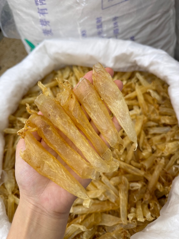 蜘蛛母胶鱼胶260头斤