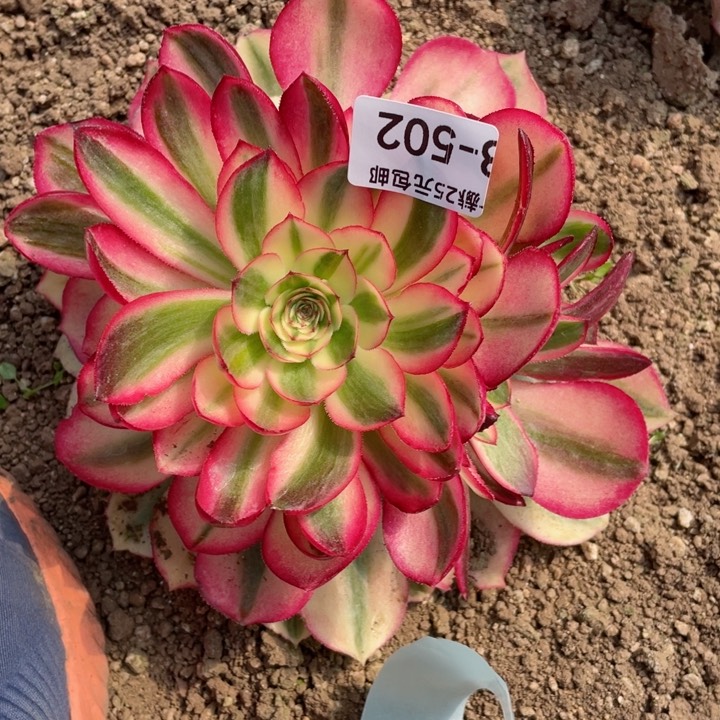 502荔枝多肉12345678