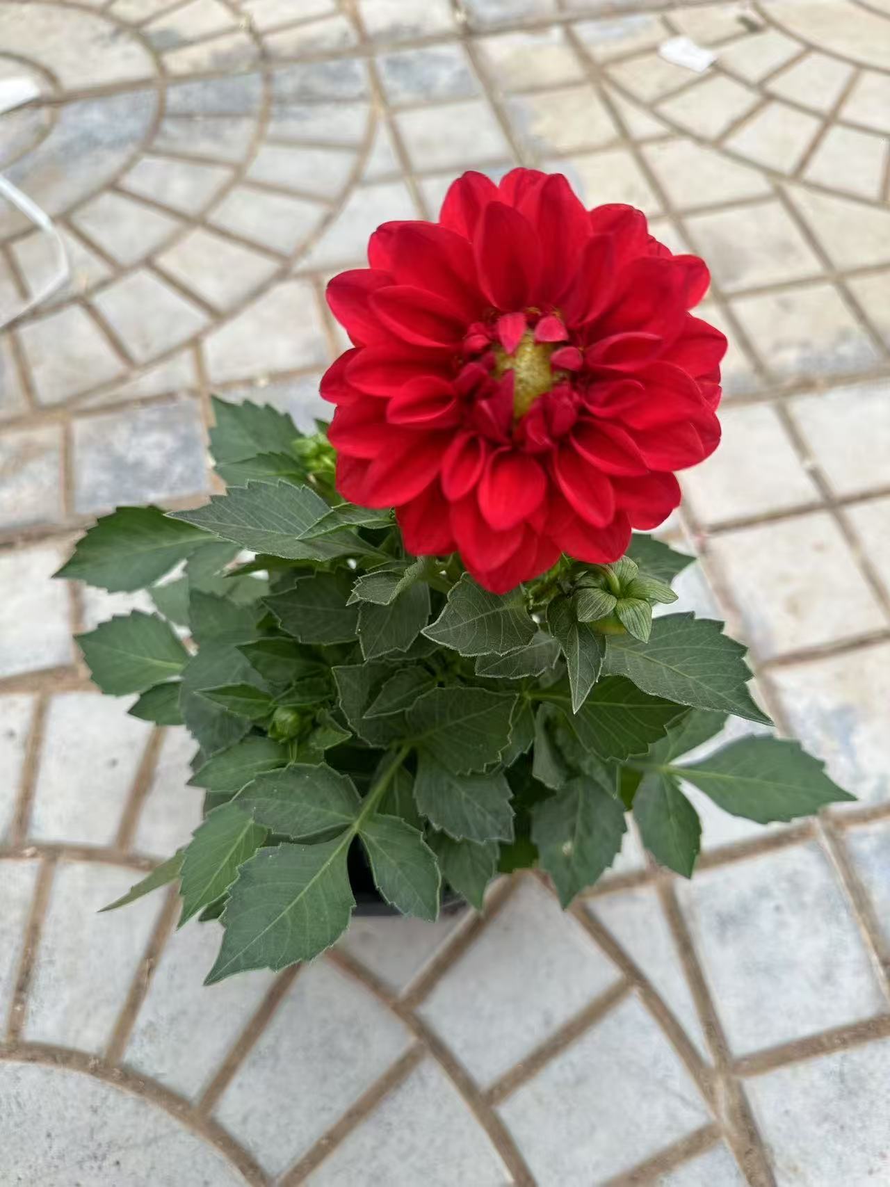 [植与你] 母本小丽花 四季开花