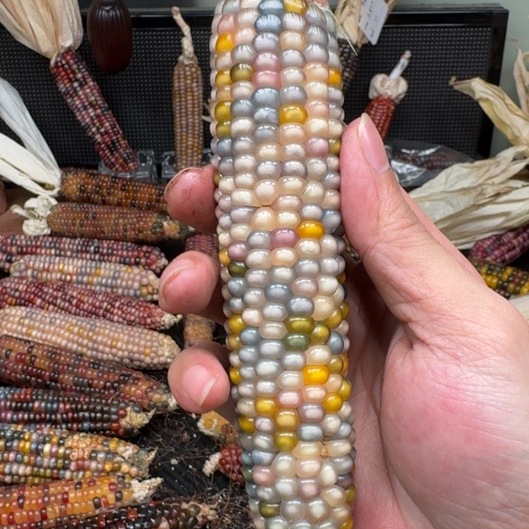 柏香籽/百香籽吊坠淡*