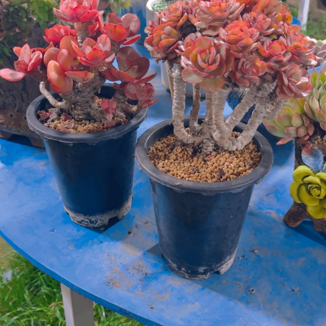 紫***羽多肉植物保护研究所所长一