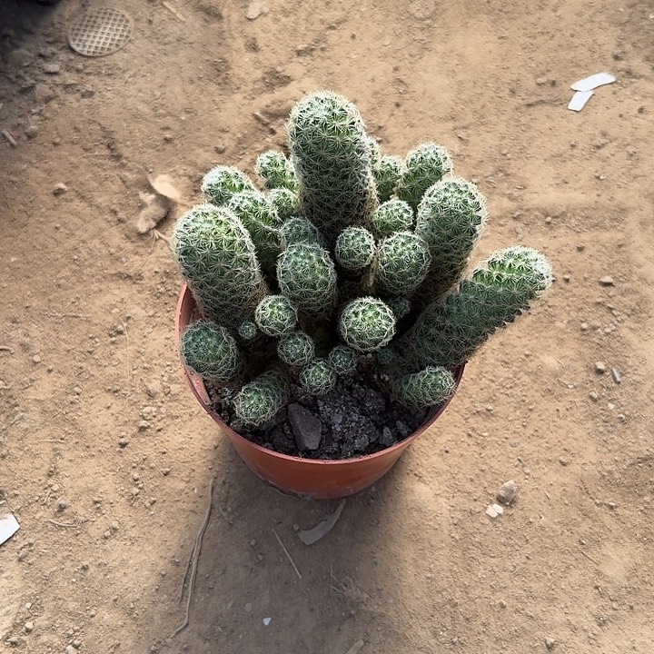 ****心金丝眼镜真的是太