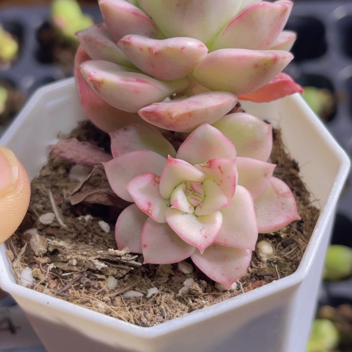 尼克霎那锦多肉植物594