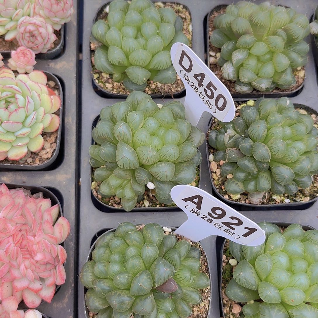 D450姬雨露一物一拍