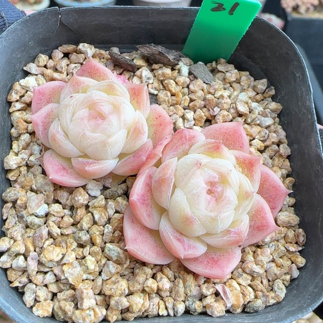 多肉21    麦秆    6厘米盆 h