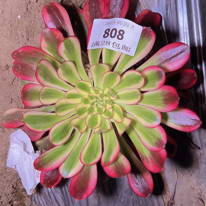 808冰淇淋多肉植物