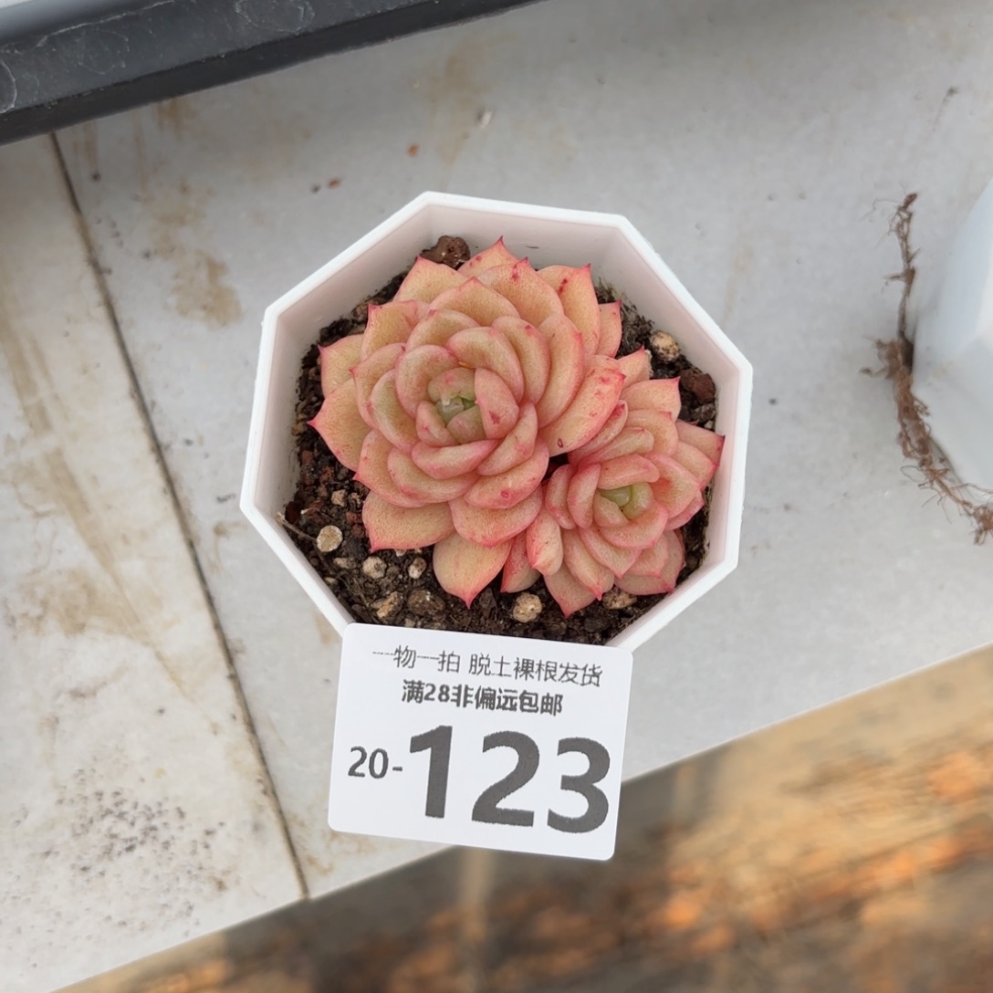 凸起玛利亚不包整多肉多肉