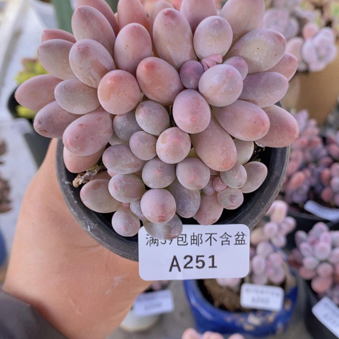 汤圆8cm251多肉植物