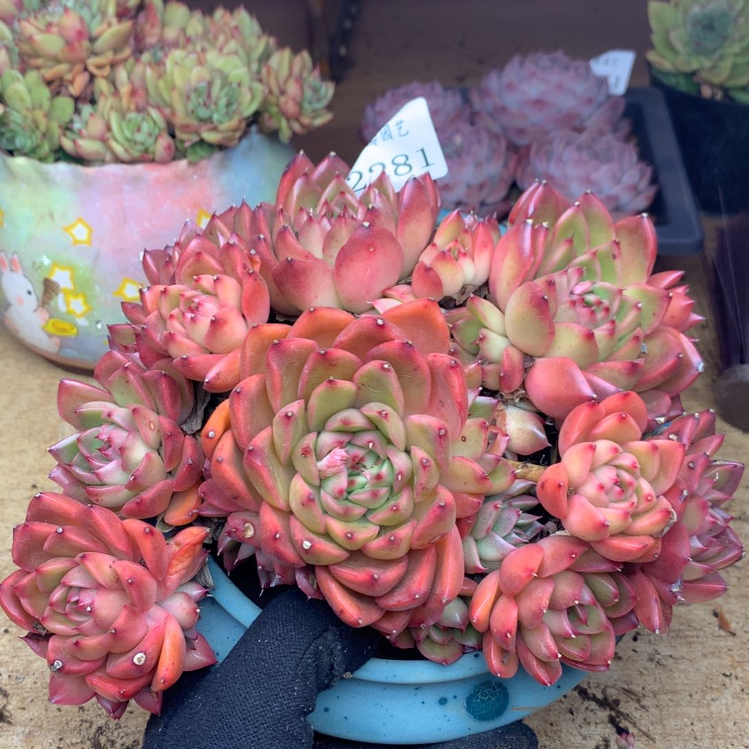 2281有叶伤杂交多肉植物