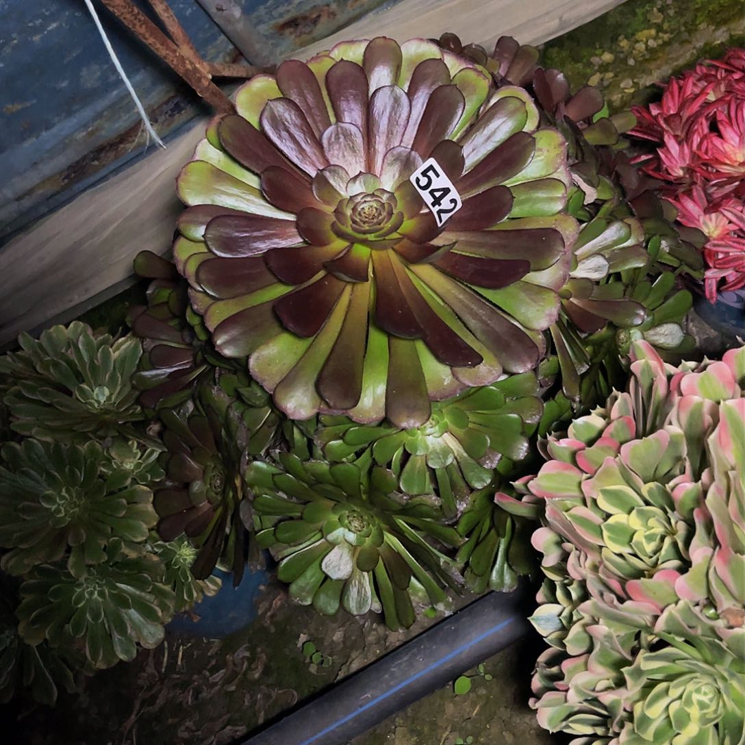 法师法师13-24包邮法师