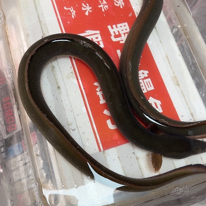 野生鳗鱼一斤半包活