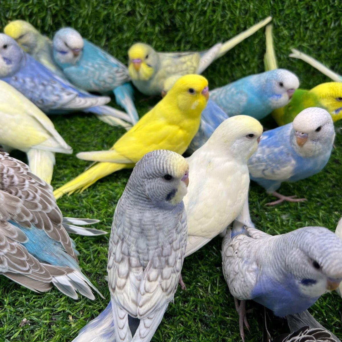 《大头虎皮鹦鹉》手玩观赏鸟家养宠物粘人亲人适合家养