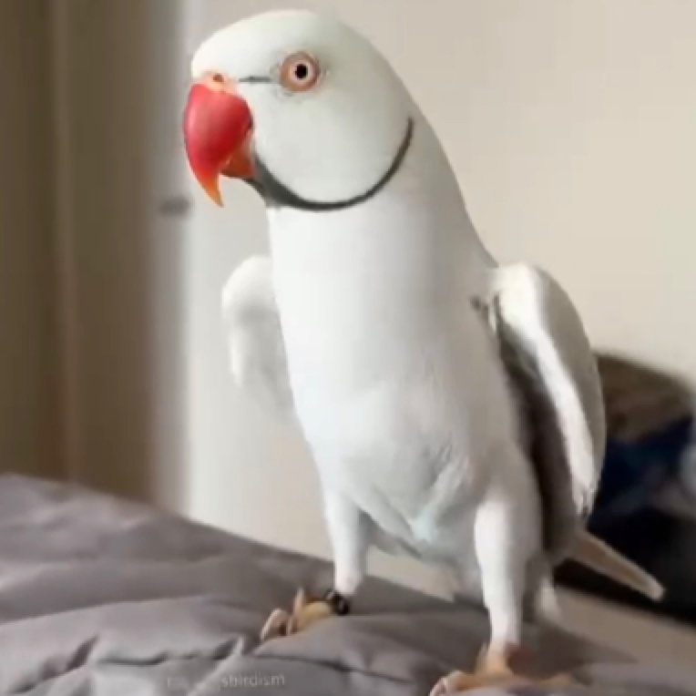 手养鹦鹉可爱鹦鹉活体