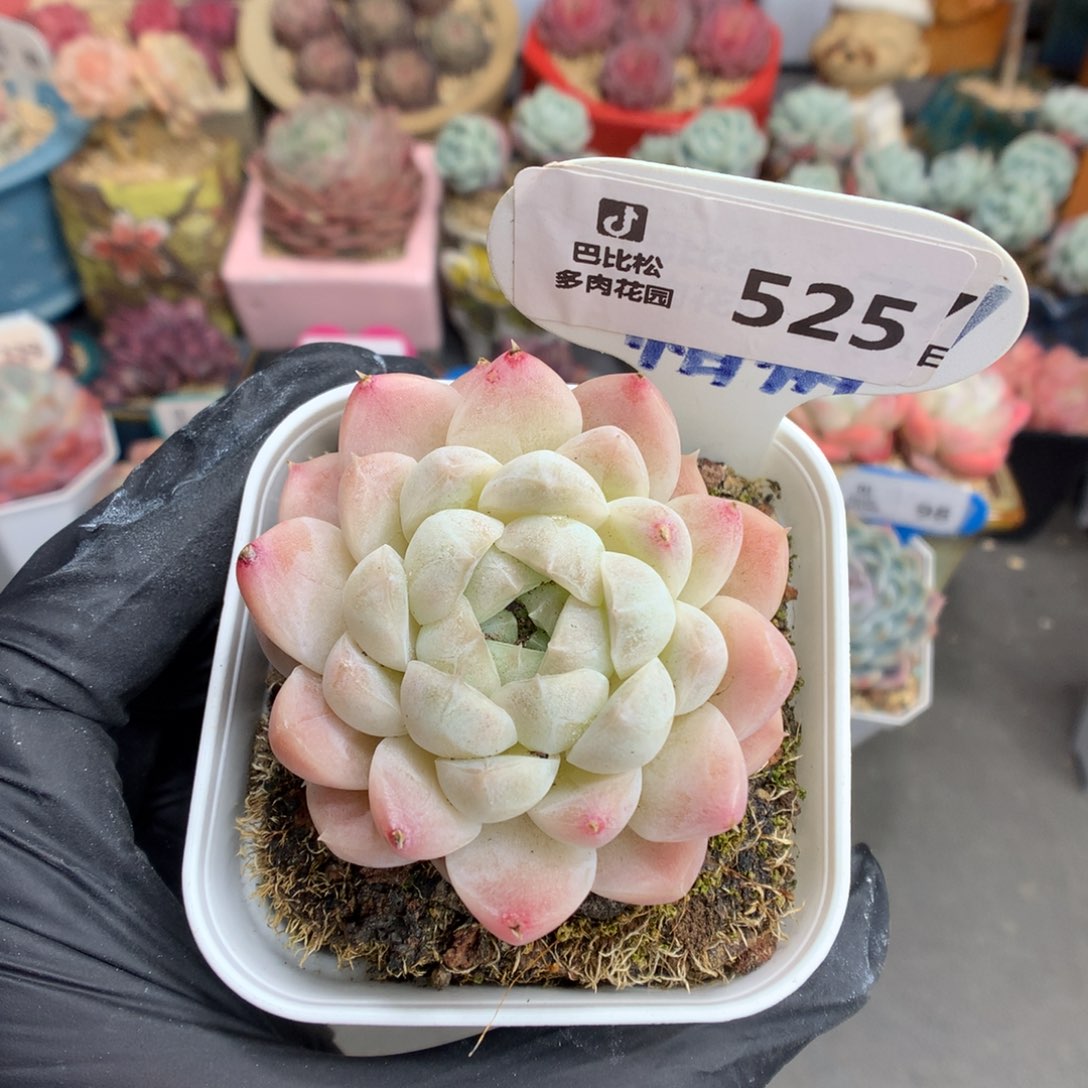 525 白月影多肉多肉