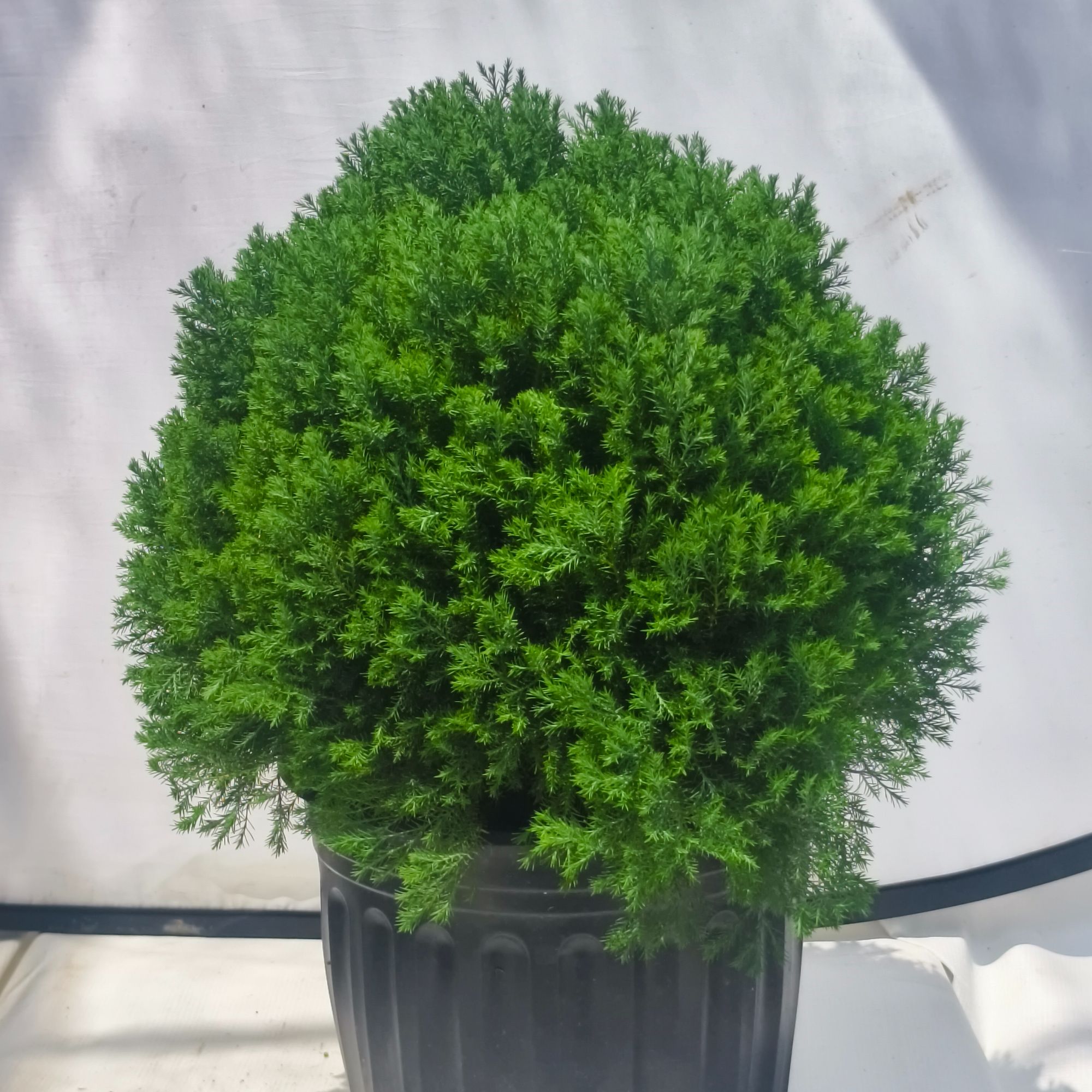 棒棒糖香松皮球柏盆栽四季常绿耐寒植物基地原土发货适合庭院阳台