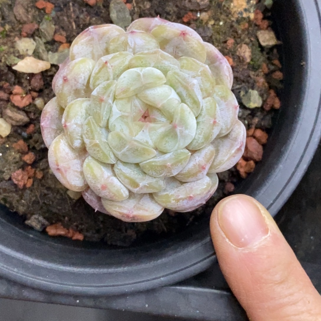 精品多肉一物一拍不包整107