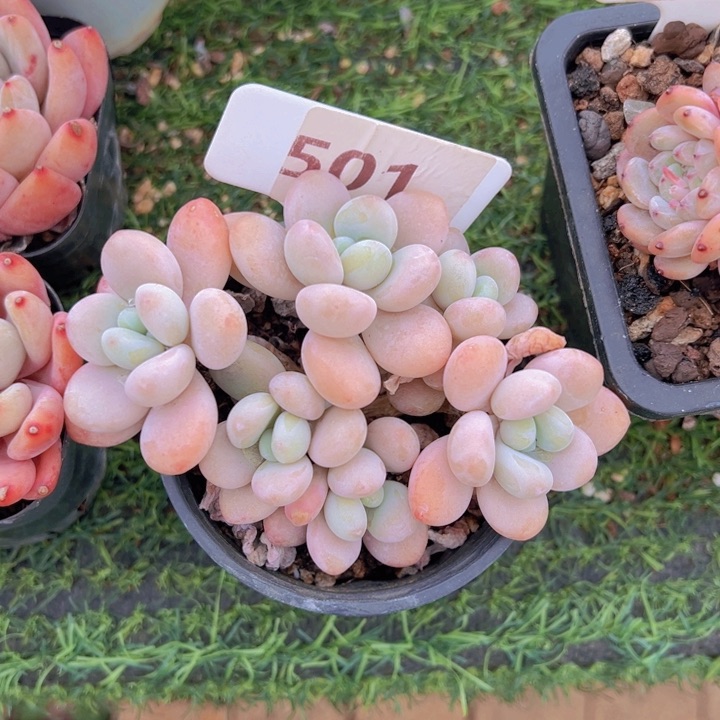 健健康康平平安安