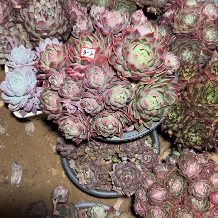 话****精品多肉植物老桩