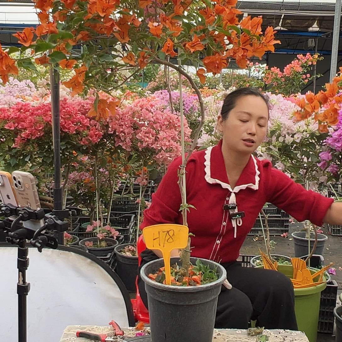 萝***莉大部分花苞少量开放H78橙桑巴