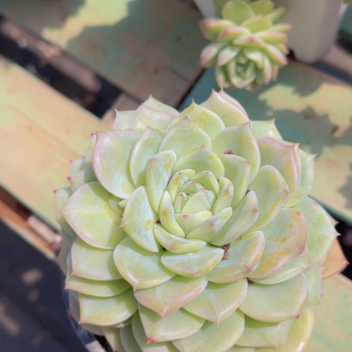 【闪购商品】白天鹅杂2639