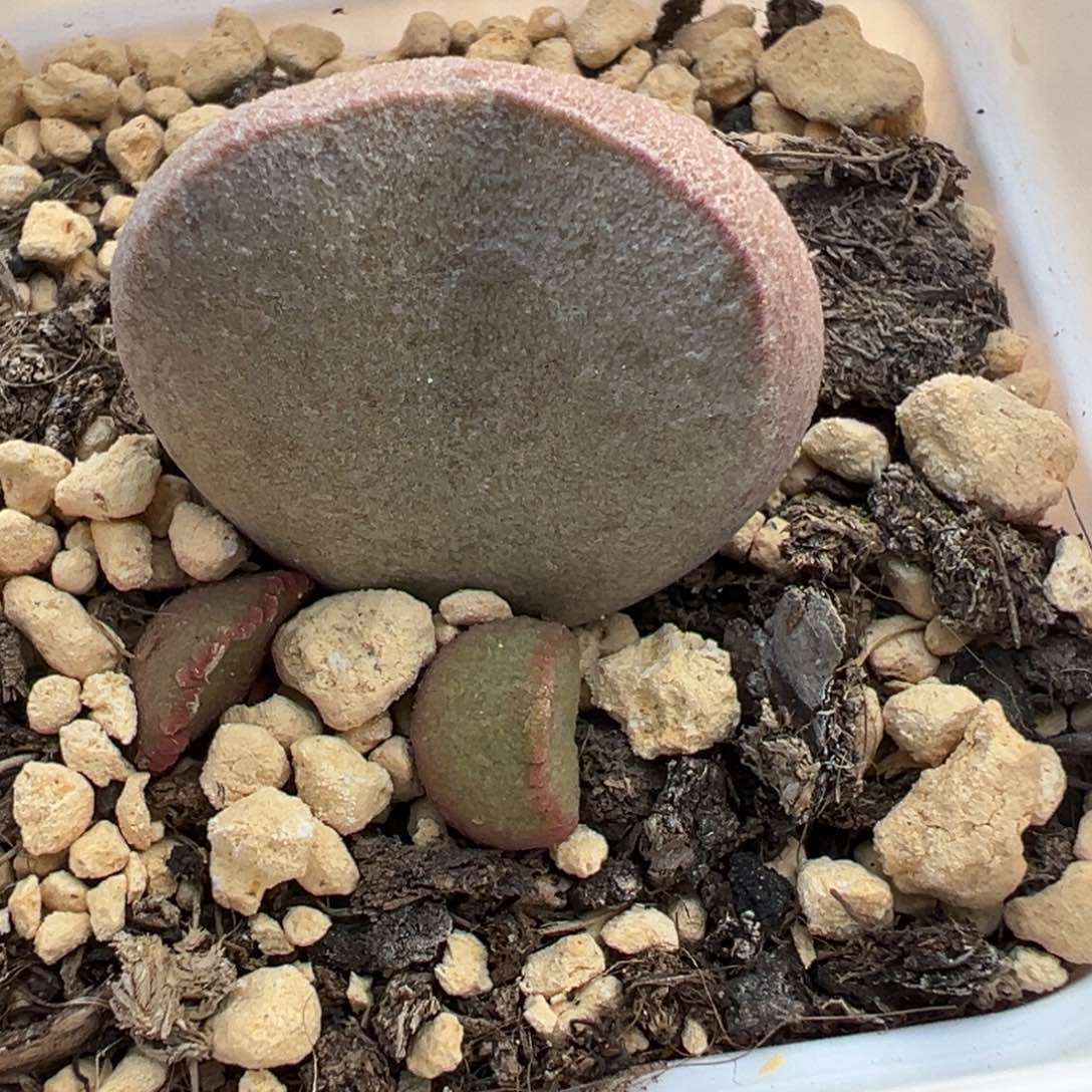实生底叶苗纹路款多肉植物水泡皱边