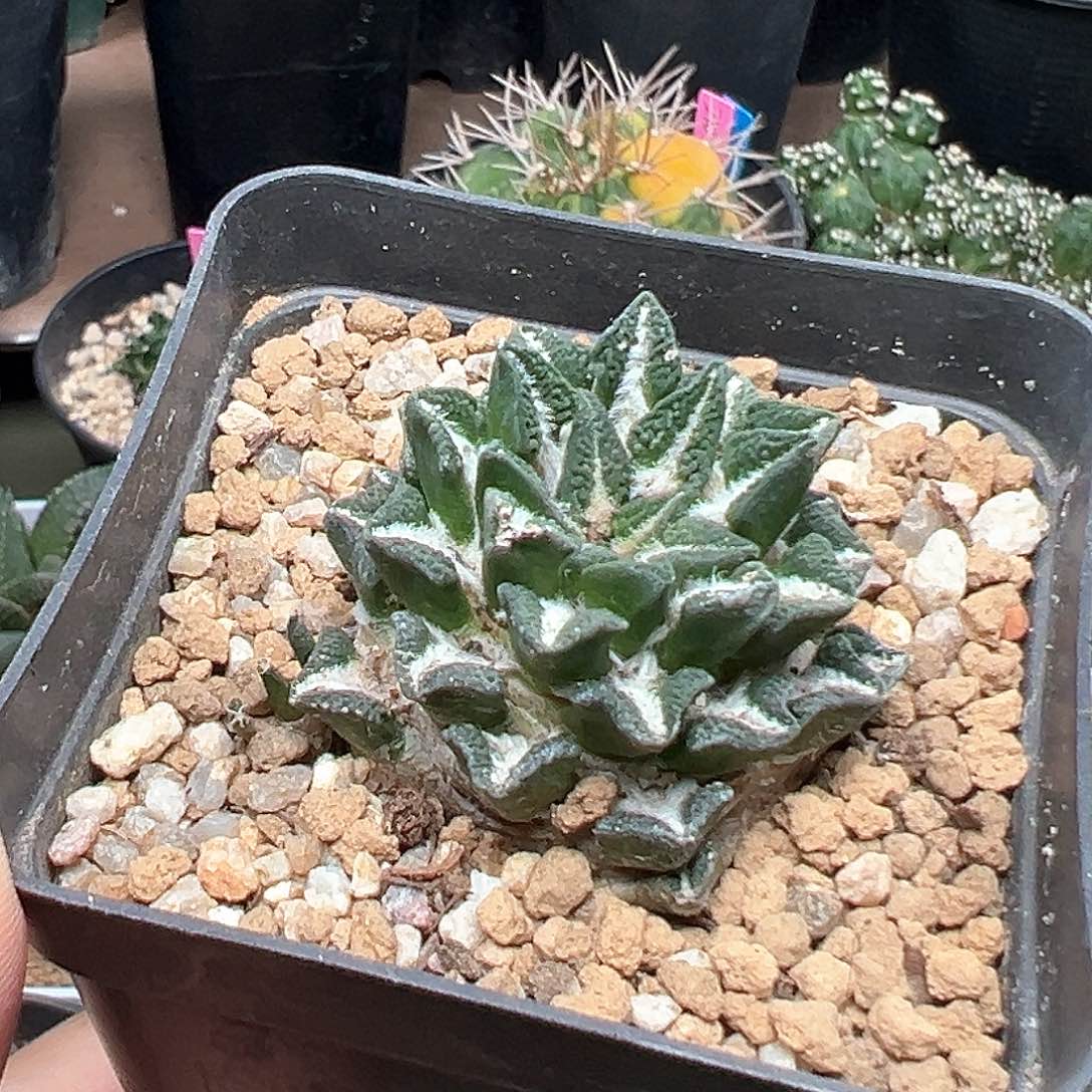 无花朵实生苗接黑牡丹自根带盆