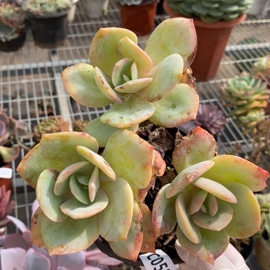 5325白凤三头一物一拍