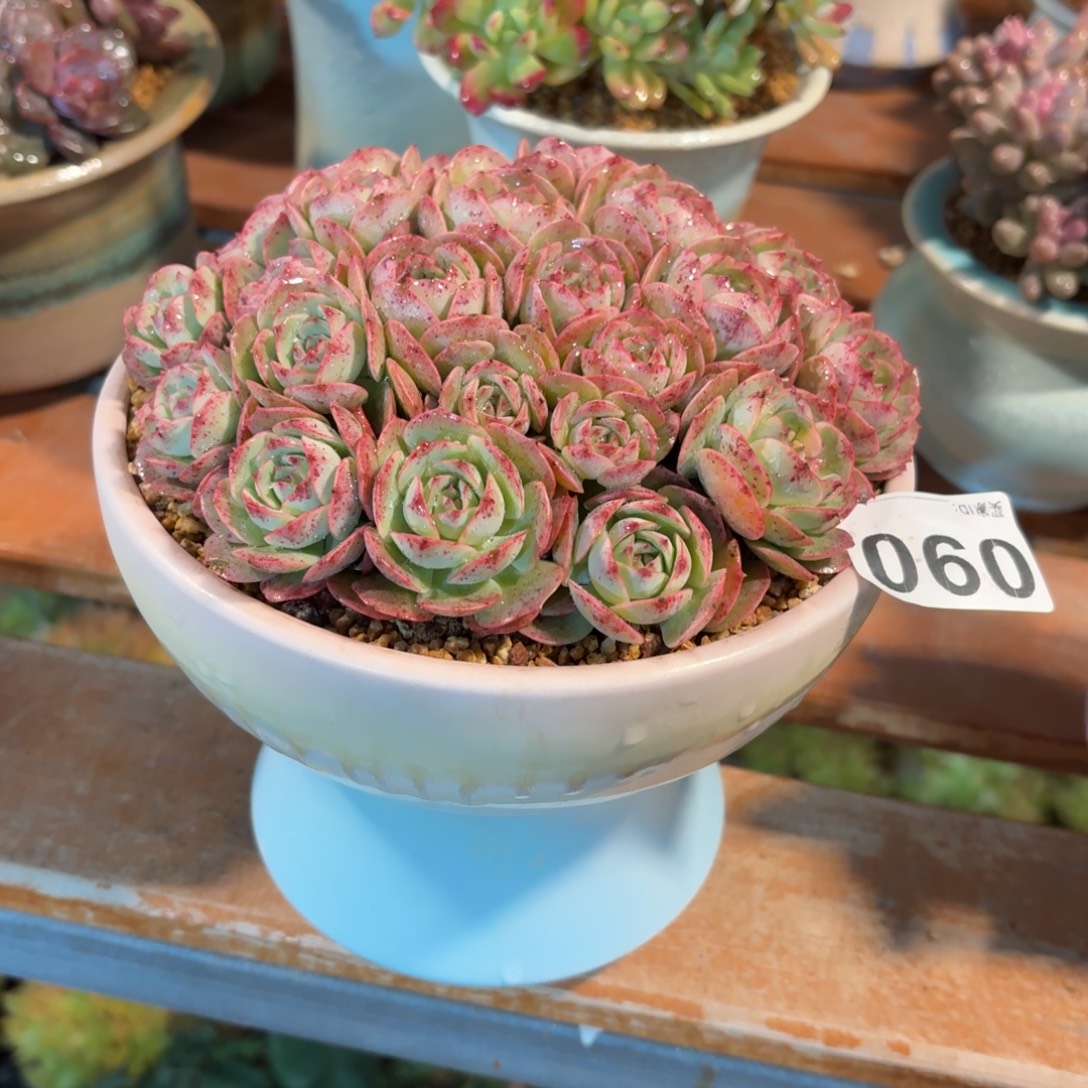 *****克罗地亚玫瑰多肉带盆发货