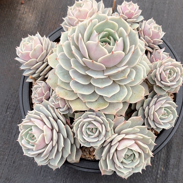 多肉植物，露娜莲