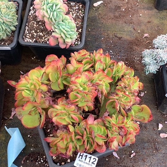 红菱缀化112 退款拉黑全场亏本处理7-8天发货