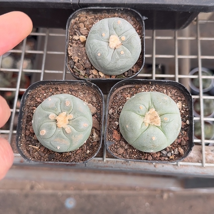 千***~实生海鲜三颗5仙人球