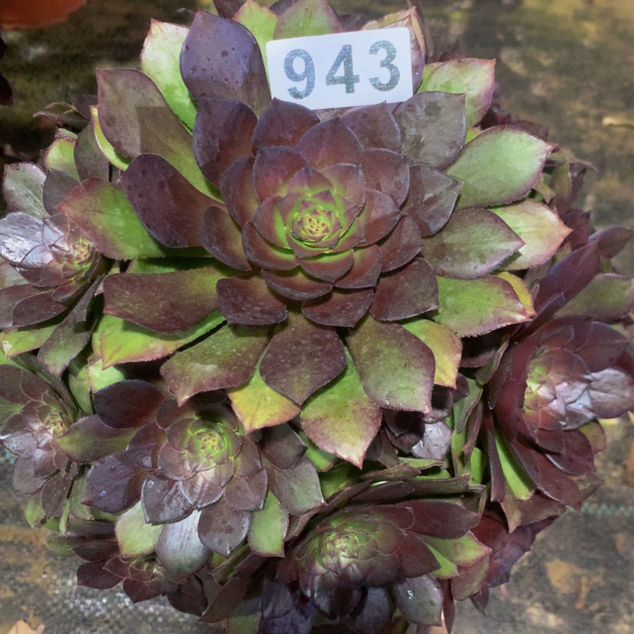 【闪购商品】943桃花多肉