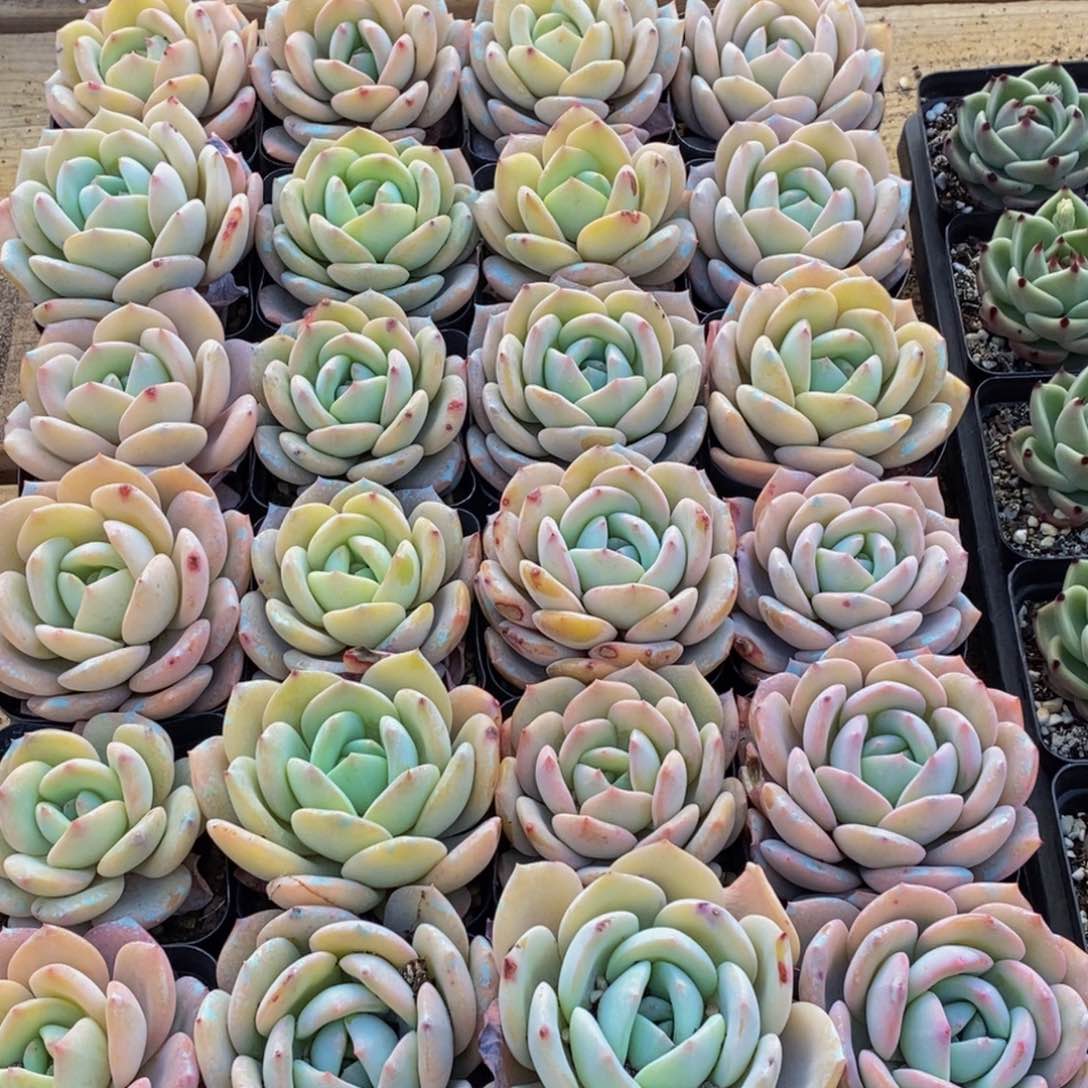 335多肉植物保护研究所所长