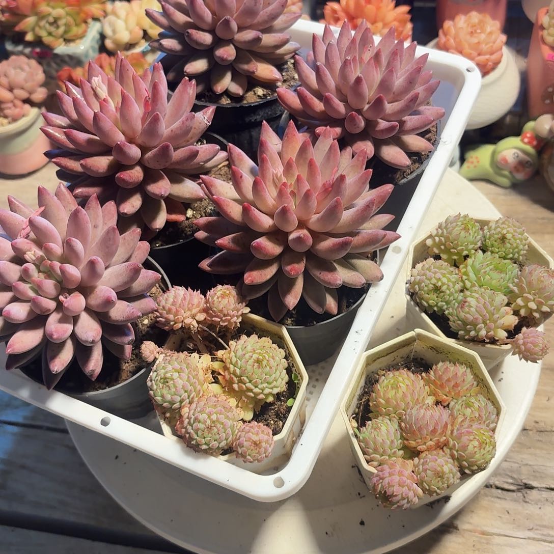 九***酒框拍一物一拍编号349 